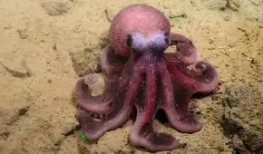 Científicos descubren una nueva especie de pulpo en las aguas del Pacífico y sería exclusiva en un país de América Latina