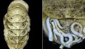 Científicos encuentraron un molusco que desafía la lógica marina: lengua de hierro y gusanos que se alimentan de sus heces