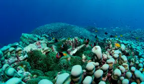 Una familia de científicas australianas descubre la colonia de coral que compite por ser la más grande del mundo
