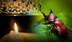 Un desafío para la biodiversidad: El Amazonas enfrenta el peligro de perder la mitad de sus insectos por el estrés térmico