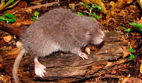 Científicos descubren una nueva especie de ratón semiacuático en las montañas de los andes del Perú
