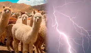 Rayo mata más de 25 alpacas y deja sin su único sustento a madre en Ayacucho: familia pide ayuda tras la tragedia