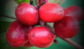 La 'fruta milagrosa' que crece en América Latina, transforma sabores y es clave para pacientes con cáncer en Estados Unidos