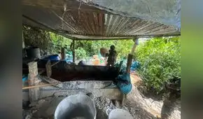 Desmantelan 155 narco laboratorios en distintas regiones del país