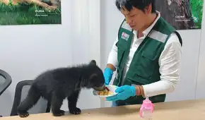 Rescatan cría de oso andino hallada en una vivienda de Puno y será trasladada a Madre de Dios