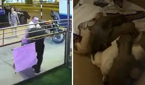 Hombre agrede brutalmente a veterinario que lo confrontó por abandonar ocho cachorros en Surco