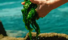 El origen de las plantas estaría ligado al mar y no la tierra, según científicos: evolución se remonta a unos 470 millones de años