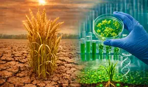 Científicos españoles descubren microorganismos que ayudan al trigo a resistir a sequías