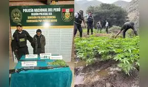 Esclavos de la marihuana: Mafias del Vraem reclutan agricultores para cultivar cannabis