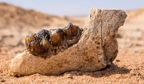 Un fósil reescribe la historia: científicos descubren un hueso en Egipto que redefine el origen de los simios que hoy conocemos