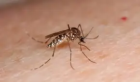 Los mosquitos encuentran a las personas basándose en dos señales, según un estudio: el color oscuro y la concentración de dióxido de carbono