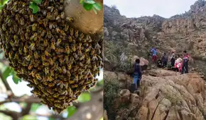 Paseo acaba en tragedia: ataque de abejas deja un muerto y cinco heridos en Chiclayo