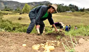 BCR: actividad agropecuaria creció 4% durante enero