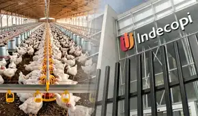 Indecopi abre proceso sancionador contra cinco avícolas por presunto acuerdo de precios del pollo: ¿Cuáles son?