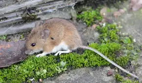 Los ratones de laboratorio liberados en la naturaleza revelan las limitaciones de la investigación científica