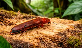 Científicos descubren por primera vez en Ecuador un escarabajo que perfora madera y cultiva hongos: adultos viven pocos días