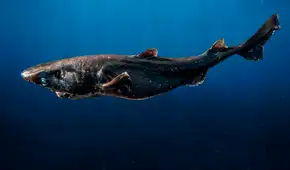 Hallazgo en el fondo del mar peruano: registran nueva especie de tiburón a 1.400 metros de profundidad