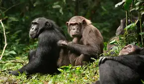 Se desata una rara y mortal guerra civil entre chimpancés: ataques coordinados y crías asesinadas