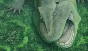 Un raro descubrimiento en el Amazonas desconcierta a los científicos: un “fósil viviente” de 275 millones de años