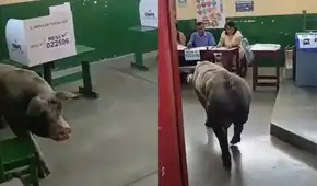 “No quería pagar multa”: cerdo invade centro de votación en Ica y se vuelve viral en Elecciones 2026