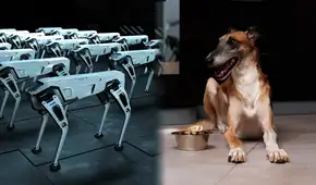 ¿Cómo los perros están ayudando a los robots a entender los gestos y el lenguaje humano?