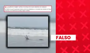 Video viral de cocodrilo "captado en playa de Tumbes" no es actual: circula desde el 2017 en medios locales de Costa Rica