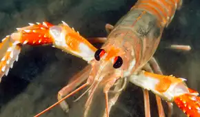Los científicos exigen que prohíban hervirlas: estudio confirma que las langostas sí sienten dolor
