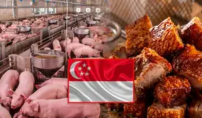 Perú fortalece la porcicultura: consumo se triplica, producción crece y se concreta exportación de carne de cerdo a Singapur