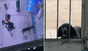 Perrito callejero enfermo conmueve al llegar solo a veterinaria de San Juan de Lurigancho para pedir ayuda