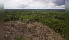 En Loreto, 2.441 hectáreas de bosque, con árboles y guacamayos esperan la ayuda del Estado