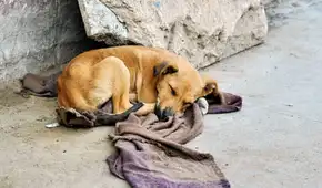 Lo cuidaban y lo perdieron: Indecopi sanciona a negocio de mascotas por extravío de perrito