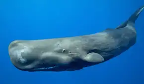 Un estudio sorprende a científicos al revelar que los cachalotes usan formas de lenguaje similares a las humanas