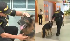 Bastian, el perro policía del aeropuerto Jorge Chávez, pasa al retiro tras 8 años de servicio: “Misión cumplida”