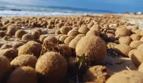 Descubren qué son las pelotas de Neptuno y cómo atrapan los microplásticos en el océano