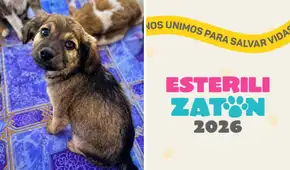 Esterilizatón 2026: el primer evento que busca reunir fondos para esterilizar a más de 500 animales callejeros llega a Lima