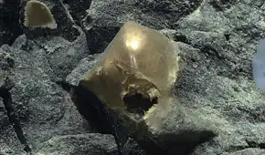 Una misteriosa esfera dorada fue encontrada en el océano: después de dos años, los científicos descubrieron qué era