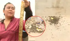 Alerta sanitaria en Carabayllo: Vecinos alertan plaga de moscas en sus casas por presencia de avícola en la zona