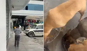 Puente Piedra: joven denuncia presunto maltrato por alimentar perros cerca a local de empresa de telefonía