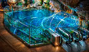 El colosal acuario de China que puedes explorar al sumergirte en el océano con su túnel de 155 metros: tiene una zona inspirada en Sudamérica