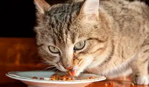 No es por estar llenos: científicos descubren por qué los gatos dejan de comer repentinamente