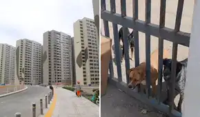 Animalistas denuncian abandono de perros en la Villa Panamericana de VES: duermen a la intemperie y sin comida