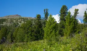 Este país en guerra lidera una revolución ambiental al plantar 10 mil millones de árboles en tiempo récord