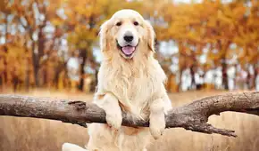 Los golden retriever esconden una sorpresa en su ADN: sus genes podrían ayudar a entender emociones humanas