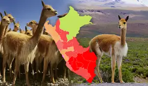 Esta región de la costa superó a Cusco y Ayacucho y será la 'nueva capital de la vicuña', según Serfor