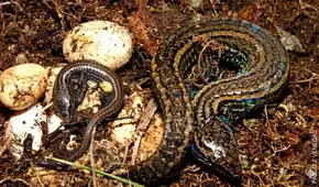 Investigadores peruanos celebran el hallazgo de una nueva especie biológica dentro de un área protegida en Cajamarca