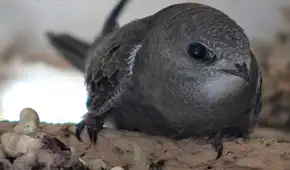 La increíble ave que puede pasar casi un año sin tocar tierra: come, duerme e incluso se aparea en pleno vuelo