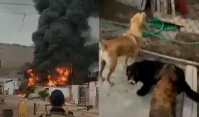 Enorme incendio consume almacén cerca de albergue de perros en Villa El Salvador