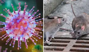 Hantavirus: exviceministro advierte los riesgos del letal virus detectado en la Amazonía peruana desde 2011