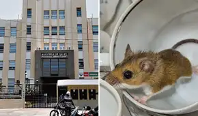 Virus hantavirus crucero genera alerta preventiva del Minsa en aeropuertos y puertos