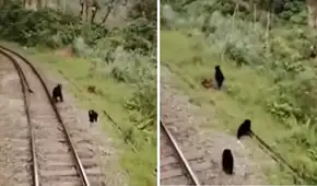 Familia de osos andinos es captada caminando en vía férrea a Machu Picchu: “Es su hábitat natural”